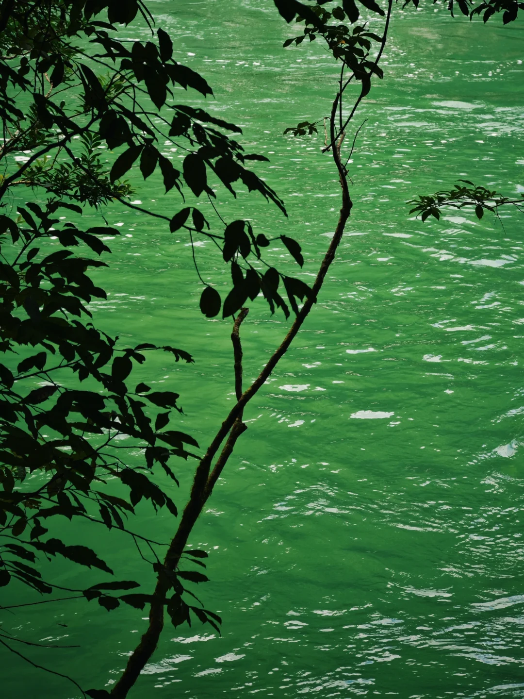 10月4号下午进荔波小七孔，没堵😳