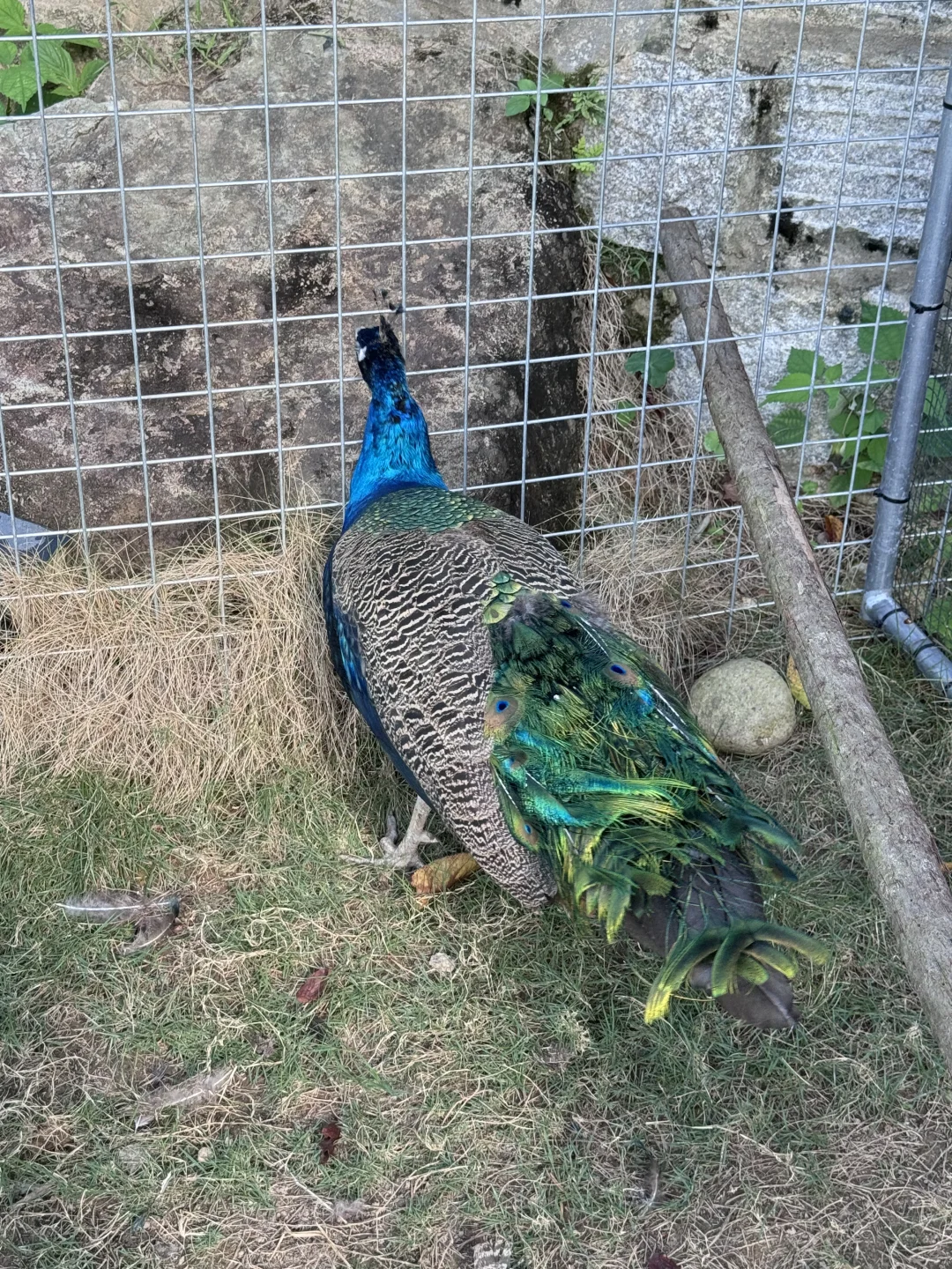 福州鼓岭你还有多少惊喜是我不知道的