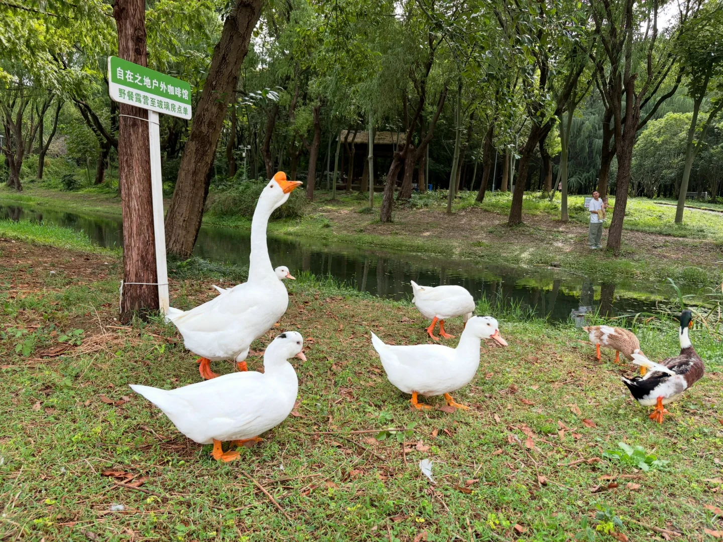 国庆第四天，虎丘湿地公园