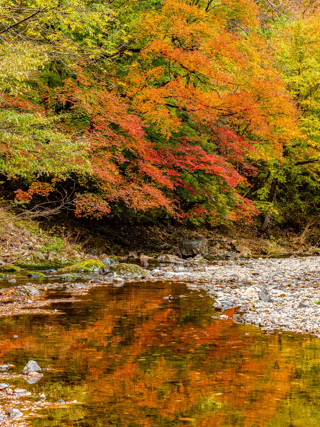 秋景封神！本溪赏枫全攻略🍁