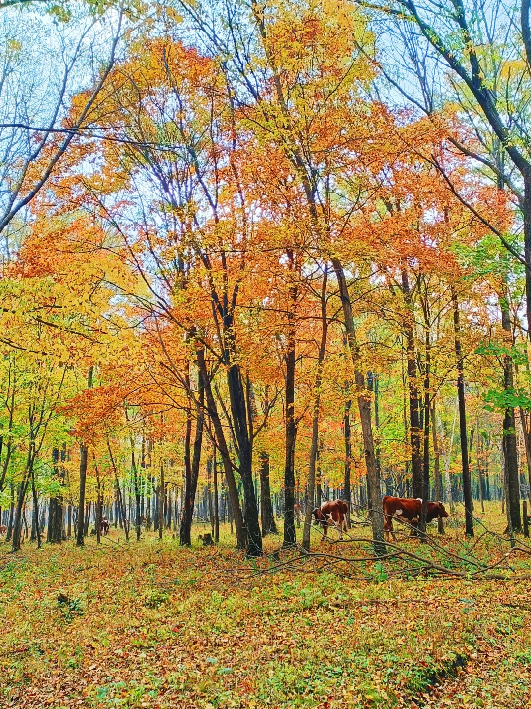 10.2花海路|哈尔滨的秋天已经是nextlevel了