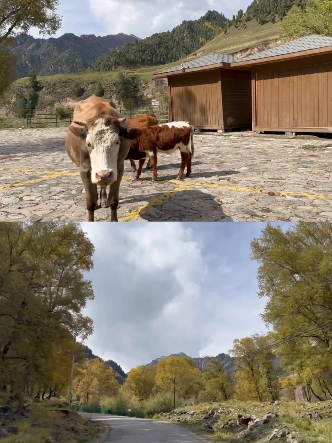 十一假期｜兰州周边｜秋天的山沟沟美到窒息🍂