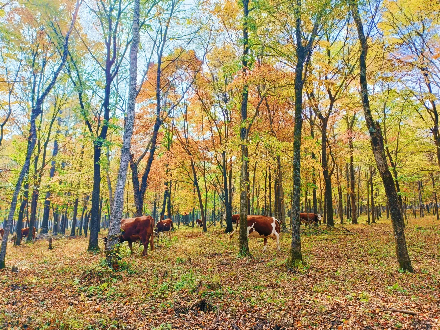 10.2花海路|哈尔滨的秋天已经是nextlevel了