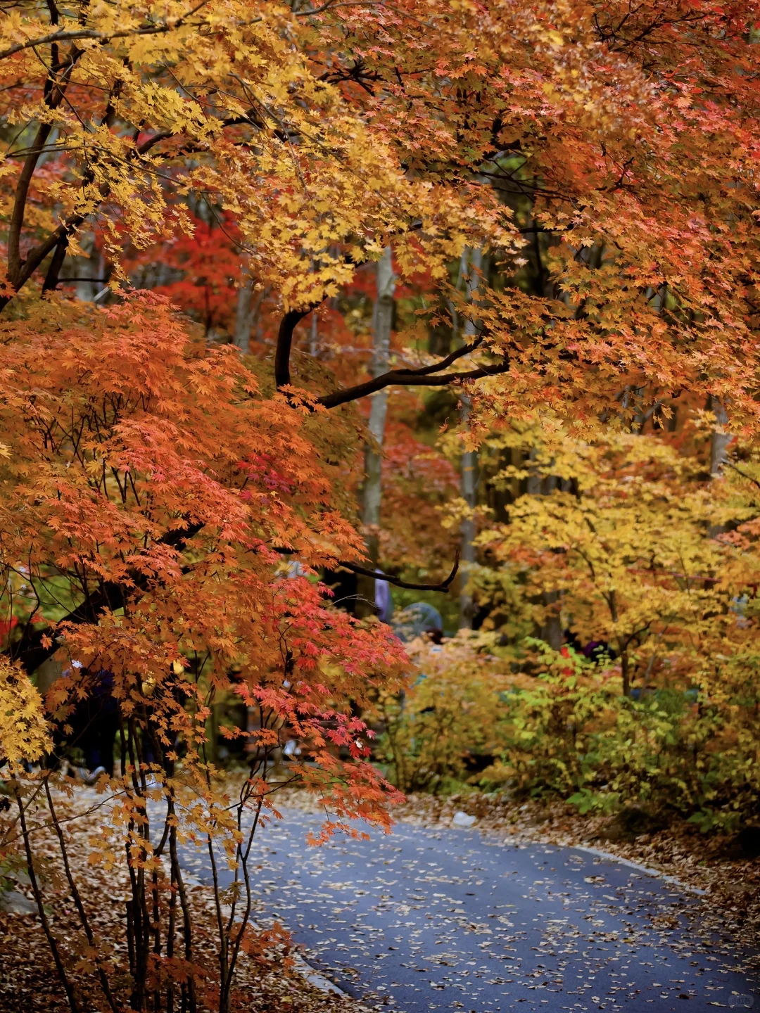 秋景封神！本溪赏枫全攻略🍁