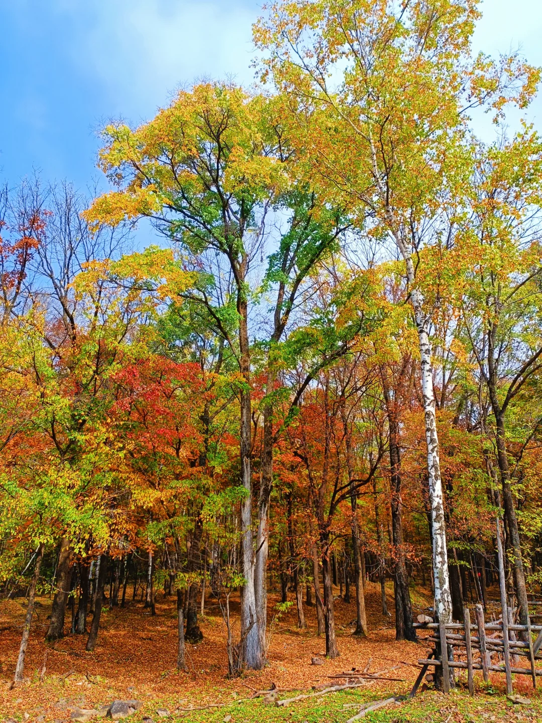 10.2花海路|哈尔滨的秋天已经是nextlevel了