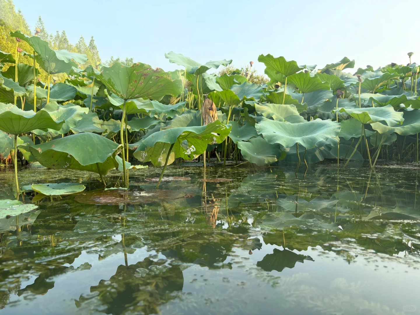 国庆第四天，虎丘湿地公园