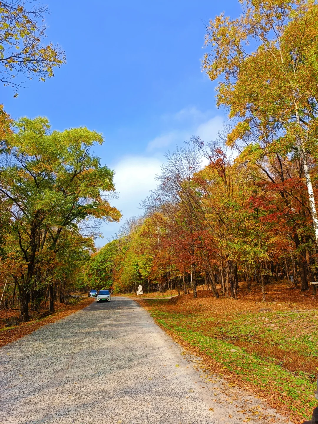 10.2花海路|哈尔滨的秋天已经是nextlevel了