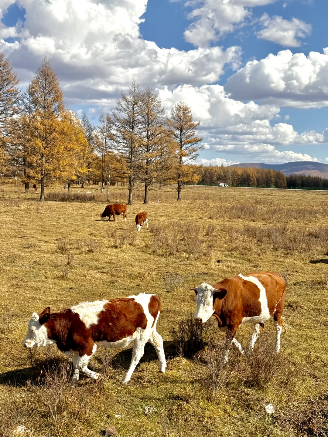 10.1 live图实况❗️此刻的呼伦贝尔杀疯了😭