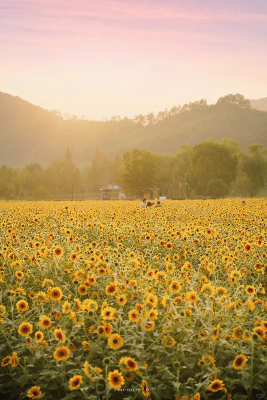 10.4📷 杭州径山花海进入最美花季