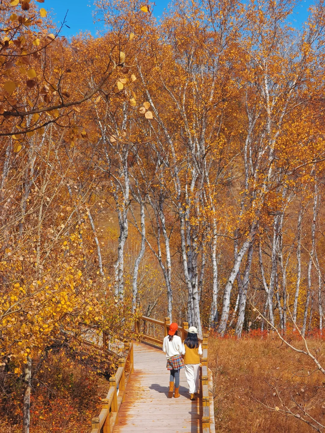 10.1实拍，御道口风景区的秋天可以封神了❗