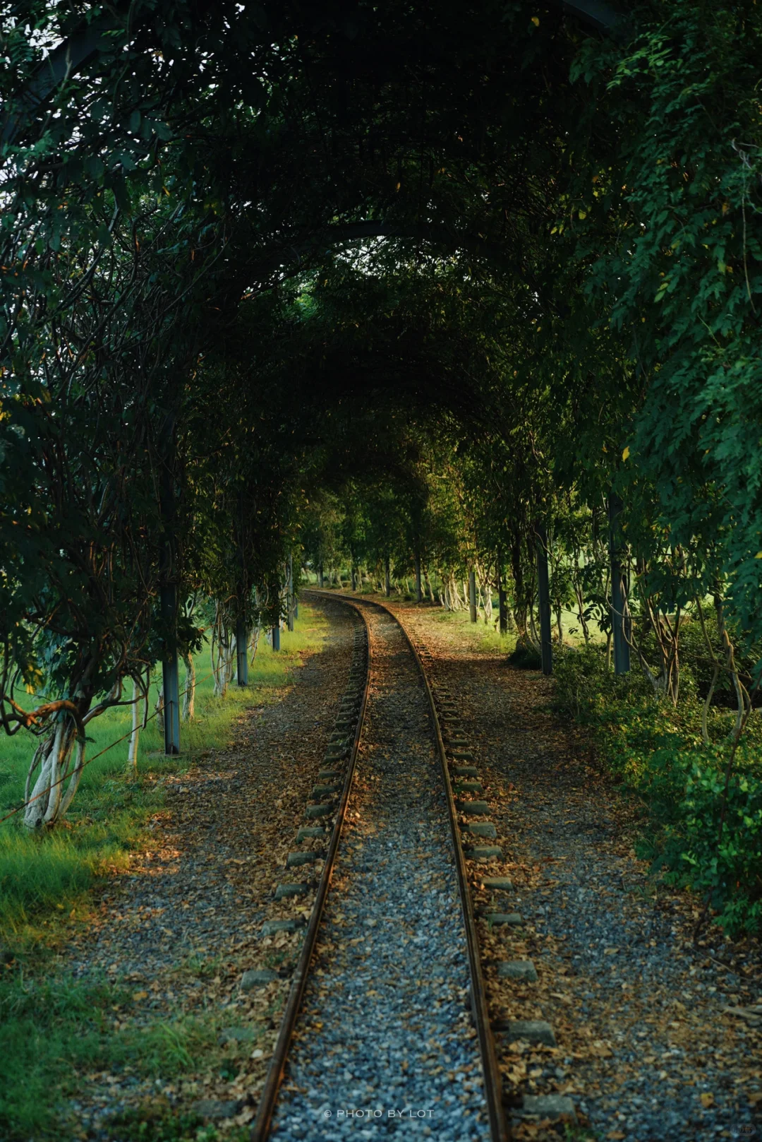 10.4📷 杭州径山花海进入最美花季