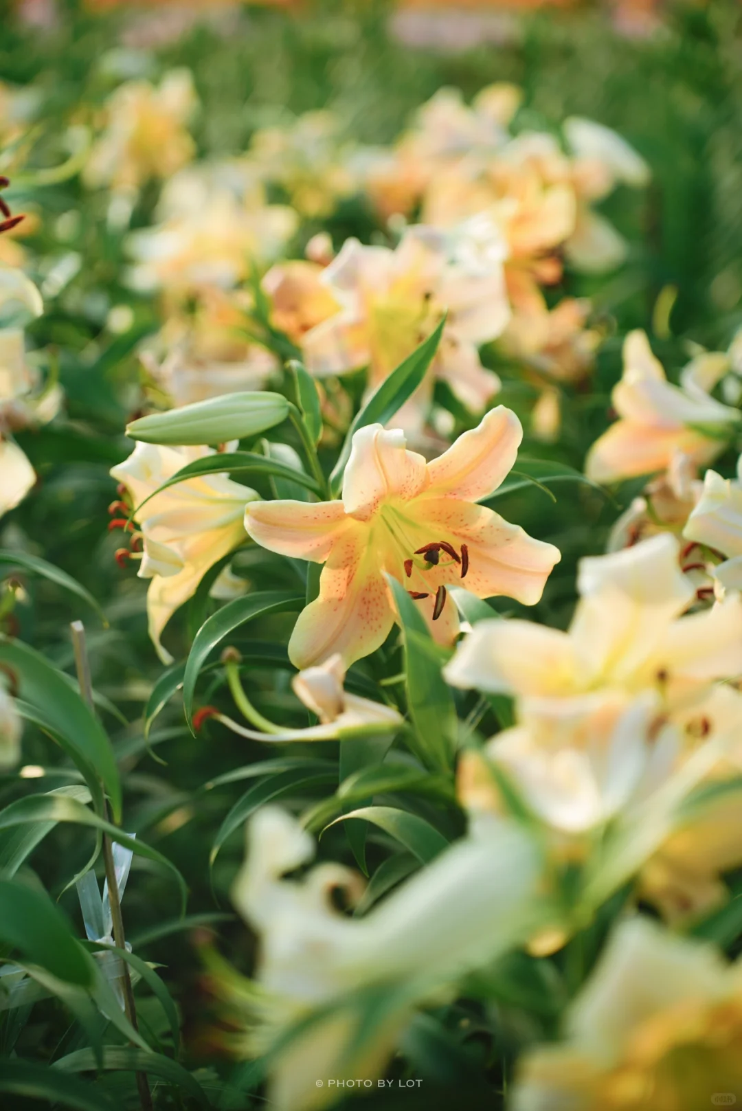 10.4📷 杭州径山花海进入最美花季