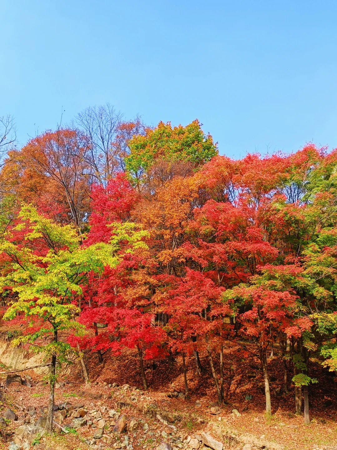 10.2花海路|哈尔滨的秋天已经是nextlevel了