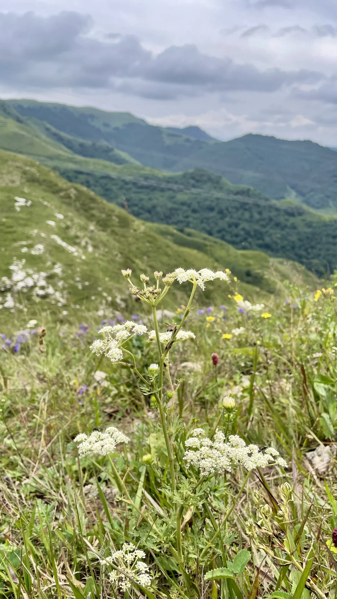 不是阿勒泰去不起，而是河北蔚县更有性价比