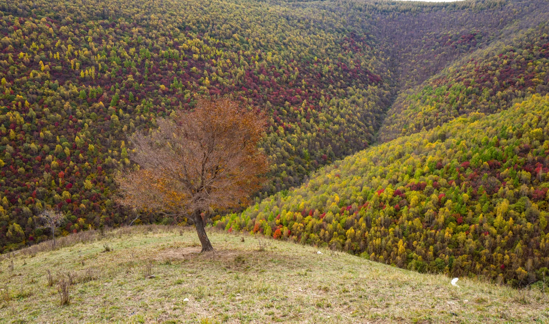 十一河北人少开车直达山顶溪流五彩林在这里