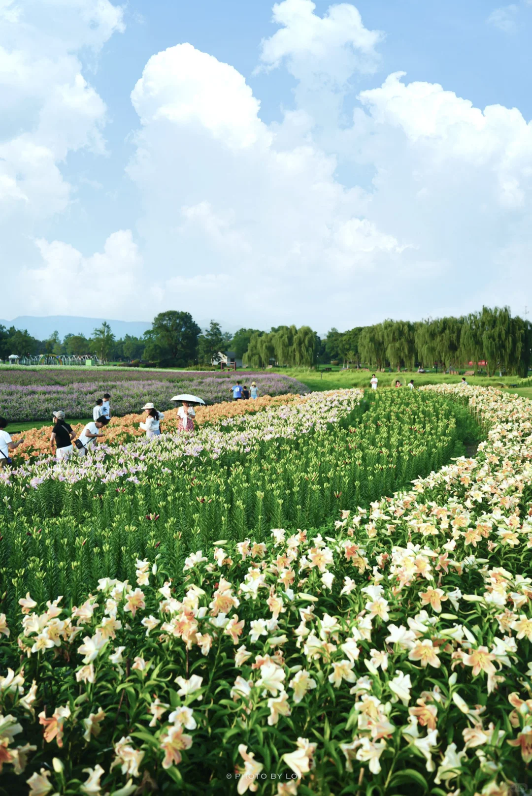 10.4📷 杭州径山花海进入最美花季