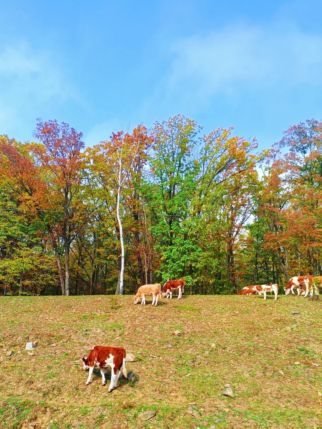 10.2花海路|哈尔滨的秋天已经是nextlevel了