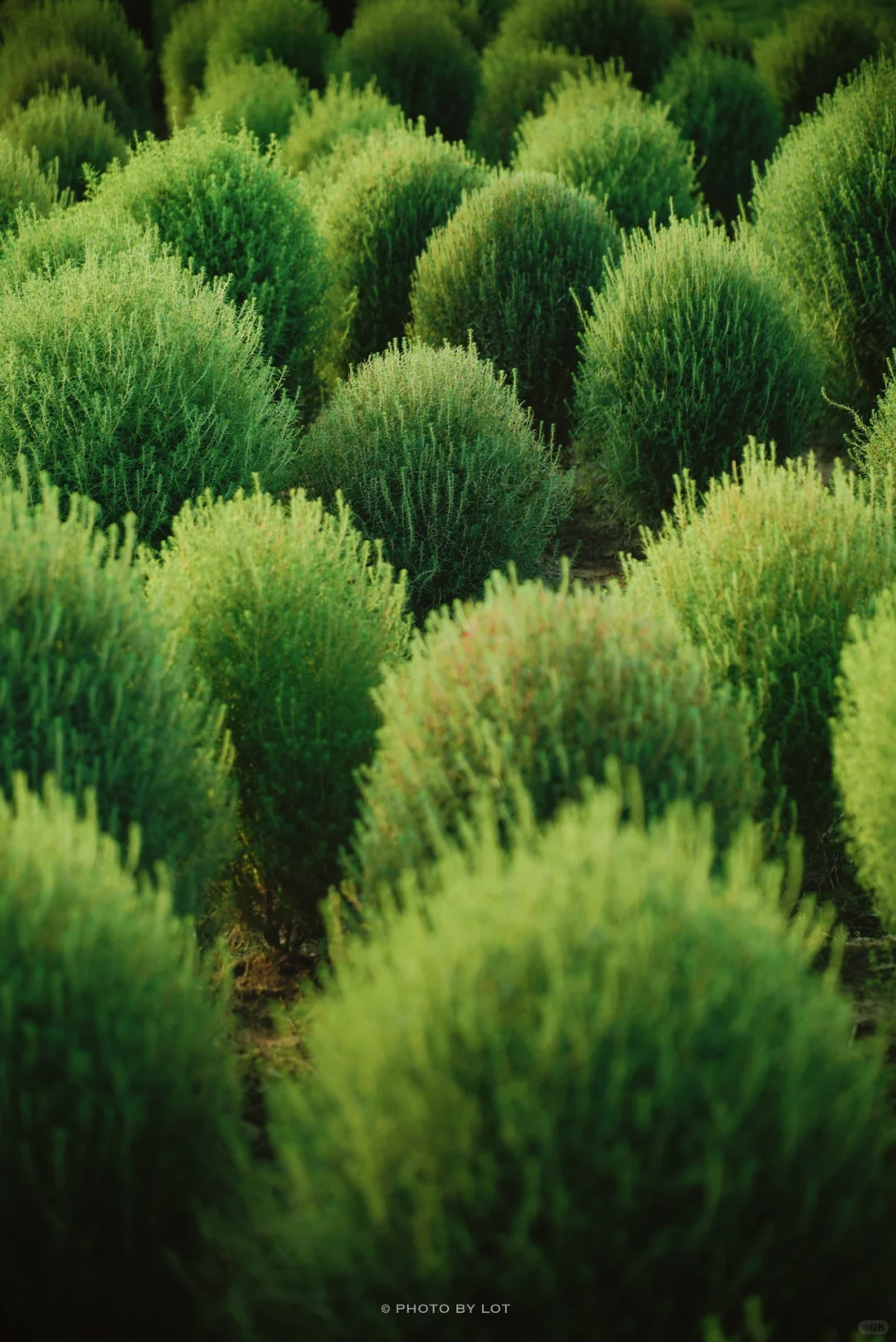 10.4📷 杭州径山花海进入最美花季