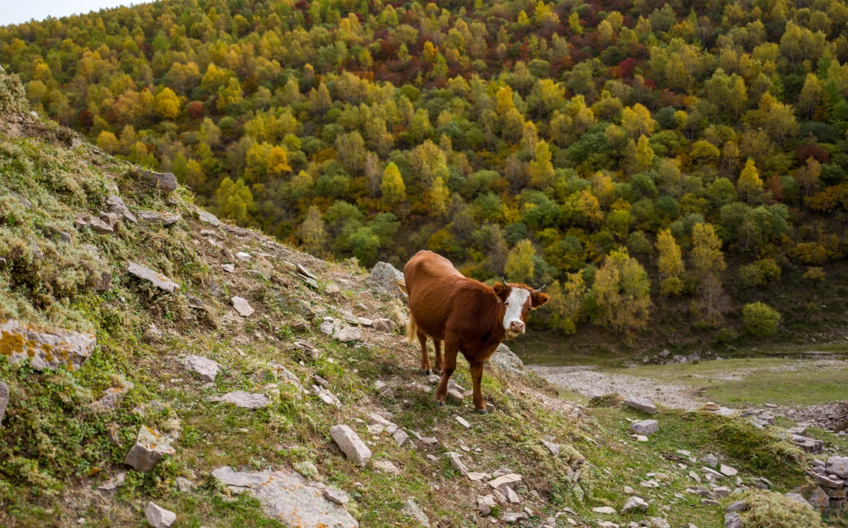 十一河北人少开车直达山顶溪流五彩林在这里