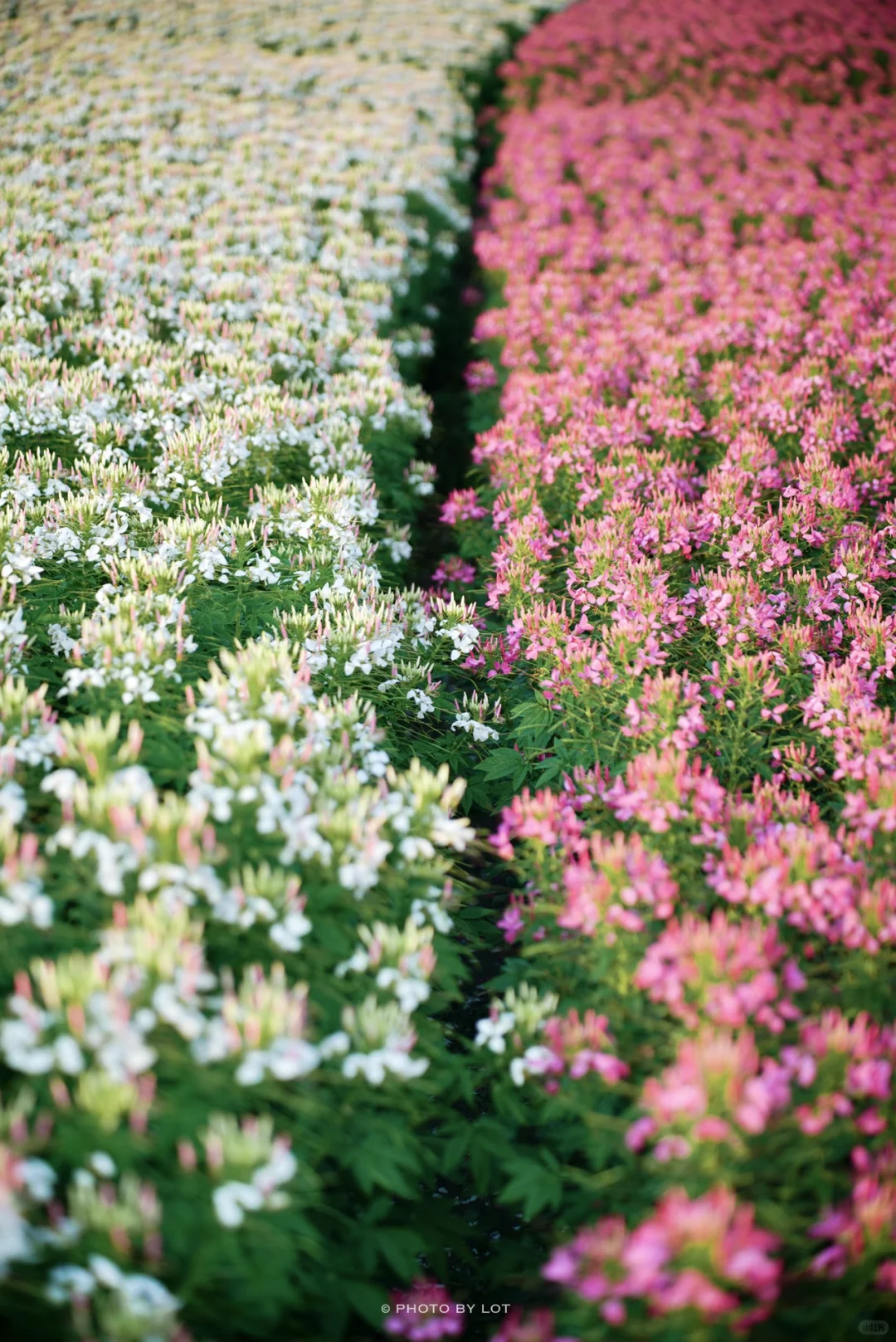 10.4📷 杭州径山花海进入最美花季