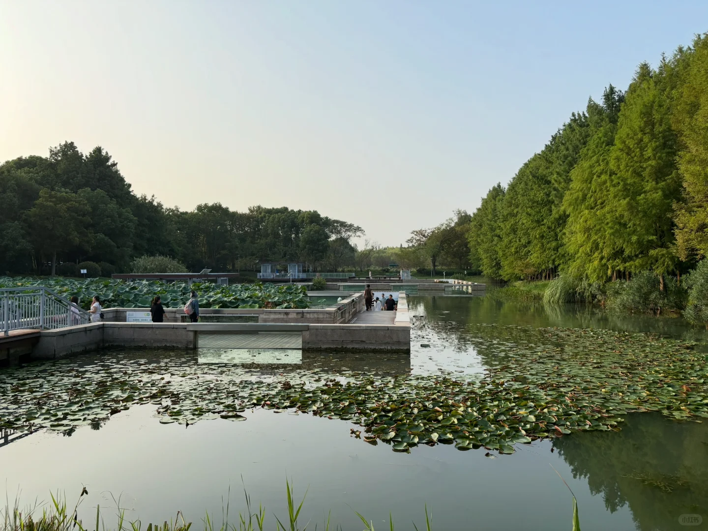 国庆第四天，虎丘湿地公园