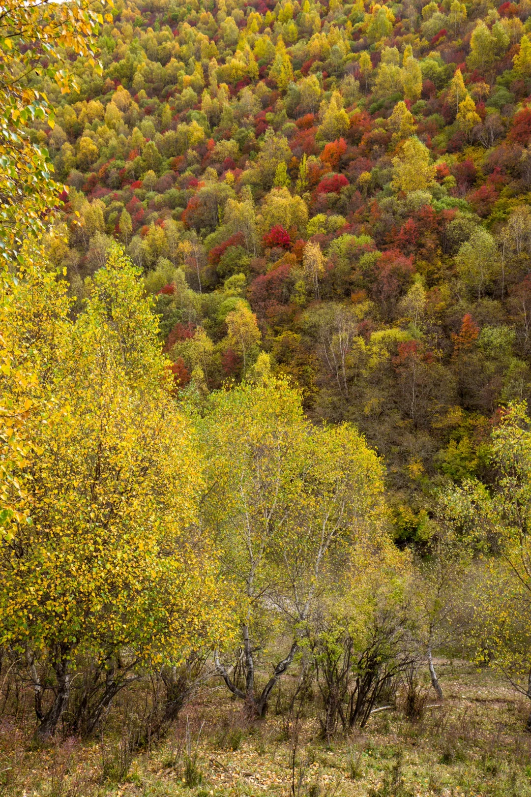 十一河北人少开车直达山顶溪流五彩林在这里