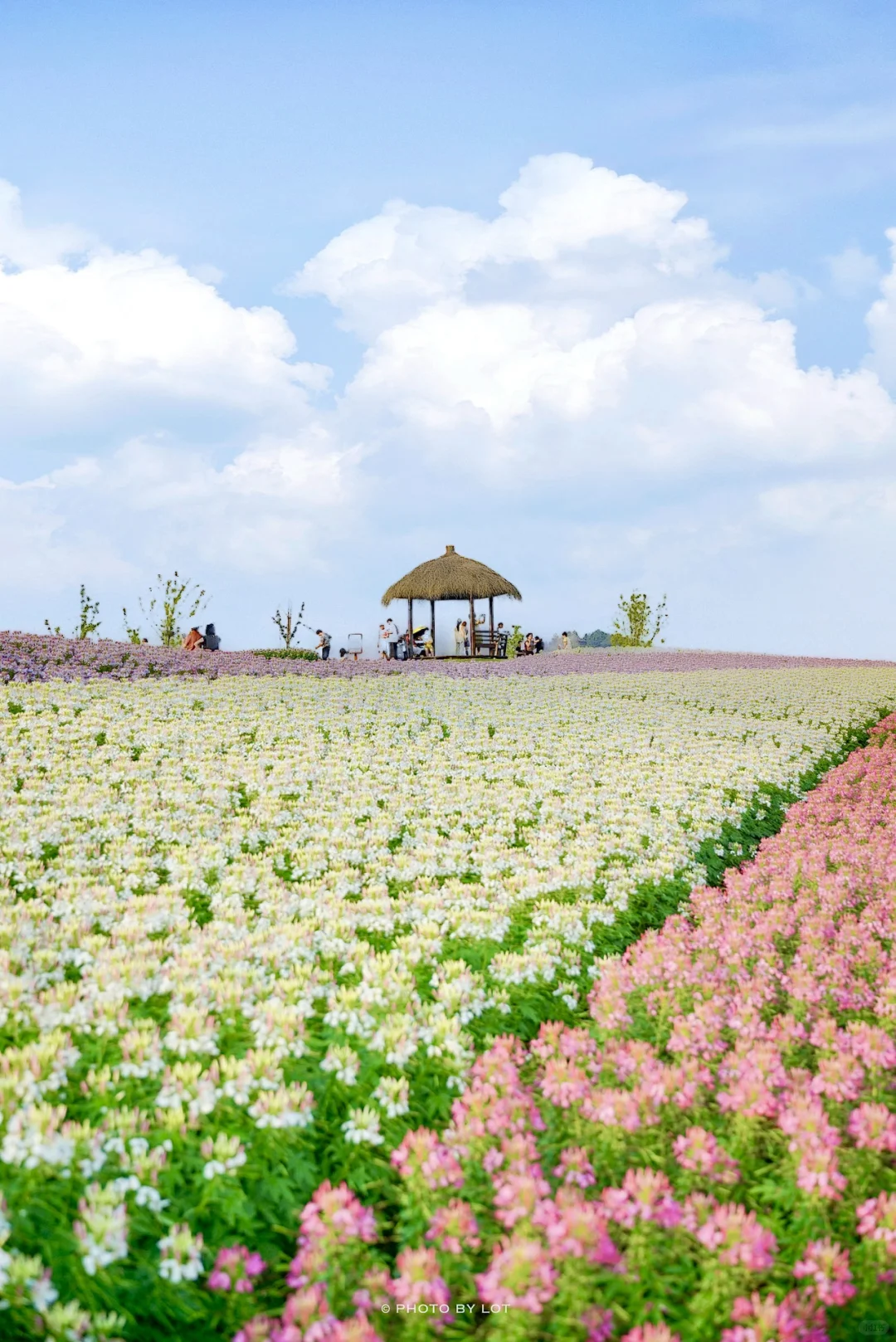 10.4📷 杭州径山花海进入最美花季