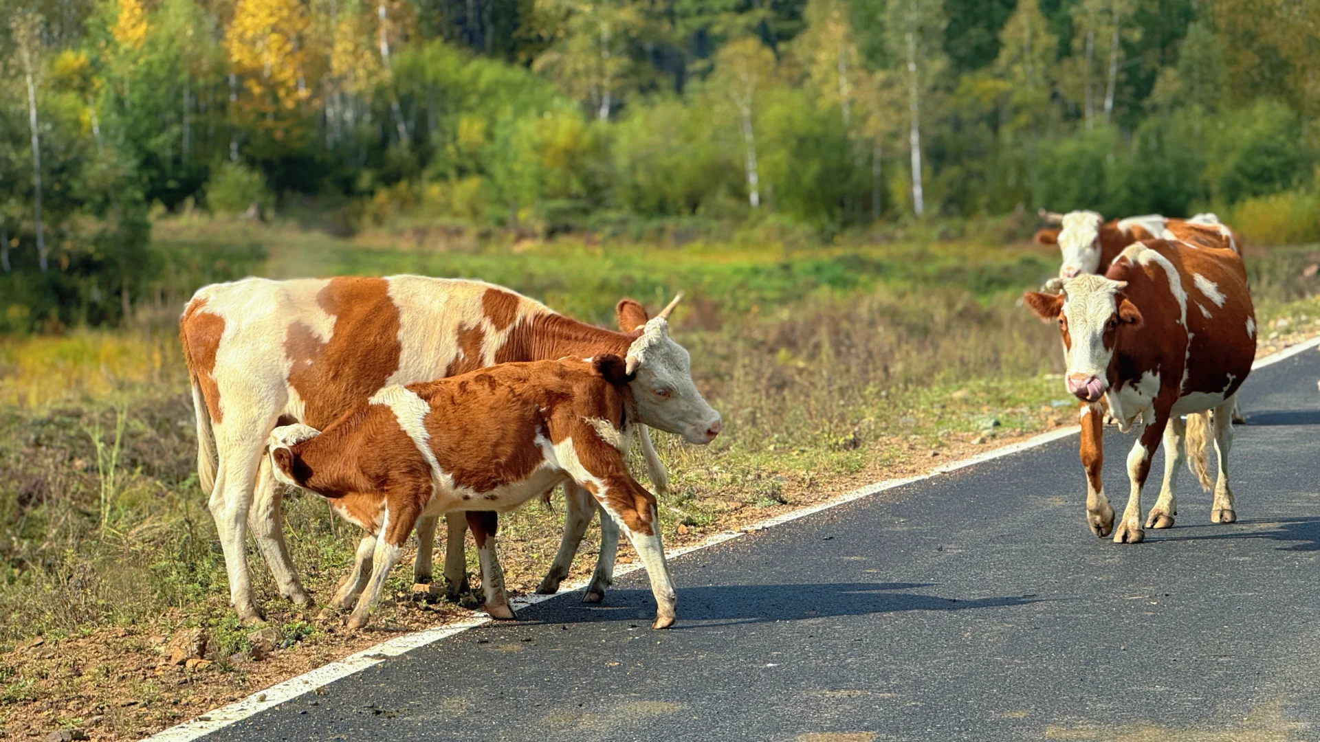 2025.9.13奇乾—室韦