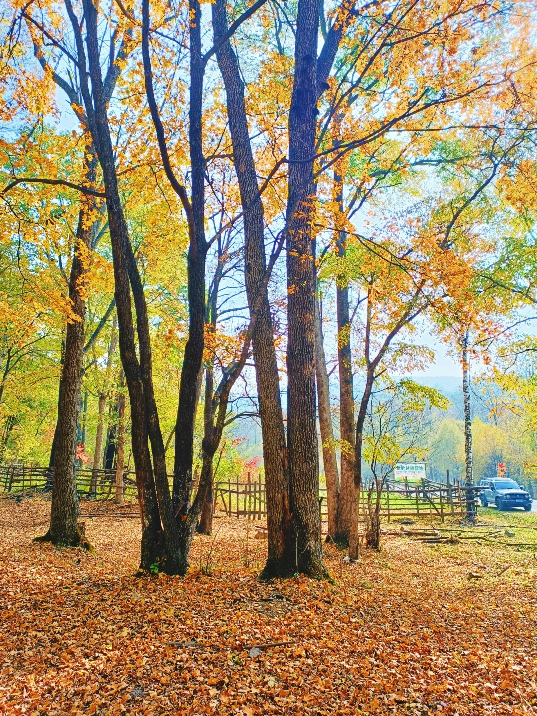 10.2花海路|哈尔滨的秋天已经是nextlevel了