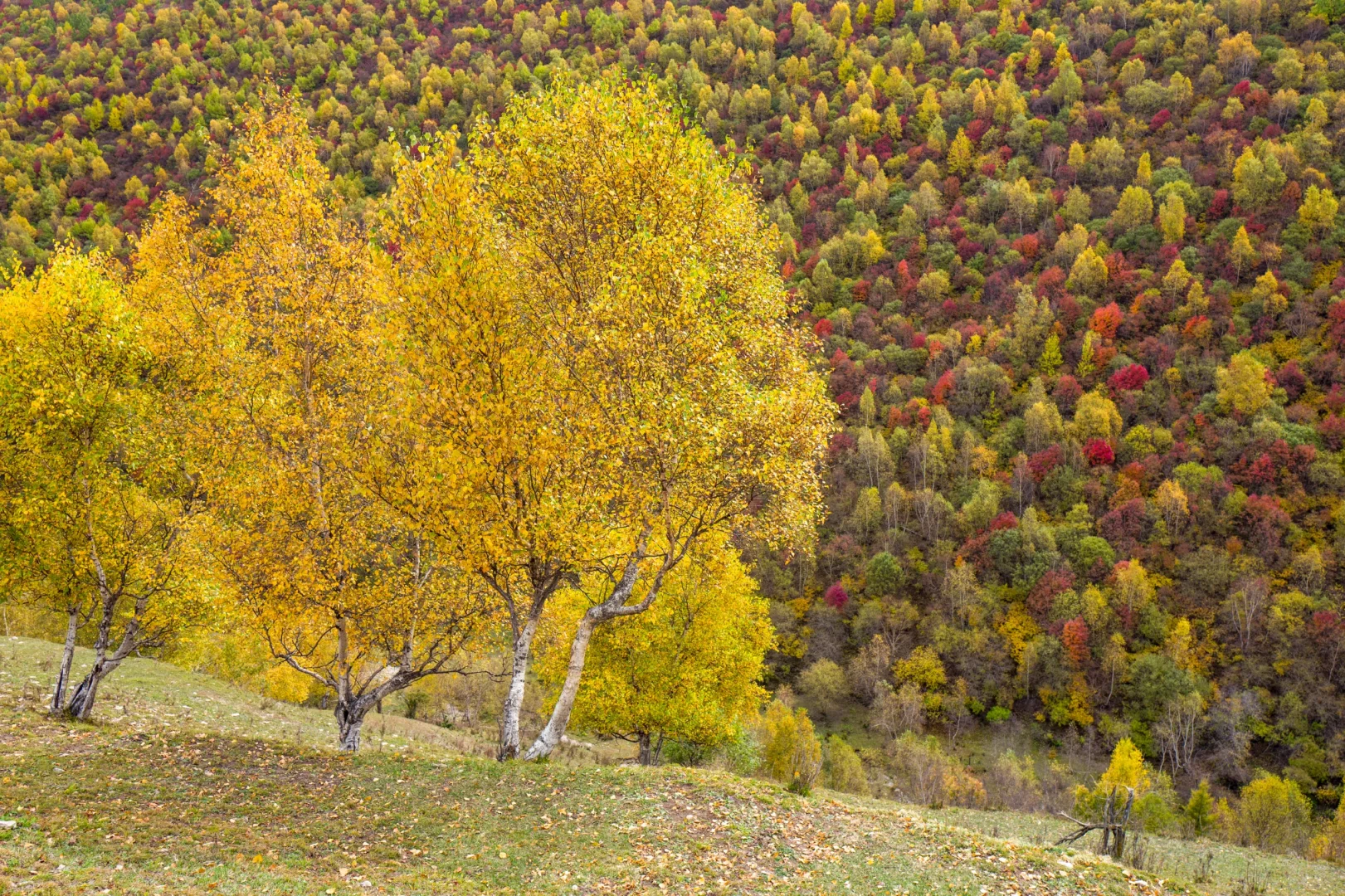 十一河北人少开车直达山顶溪流五彩林在这里