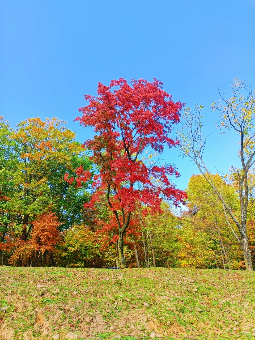 10.2花海路|哈尔滨的秋天已经是nextlevel了