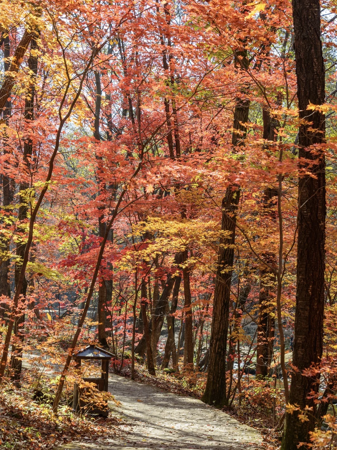秋景封神！本溪赏枫全攻略🍁