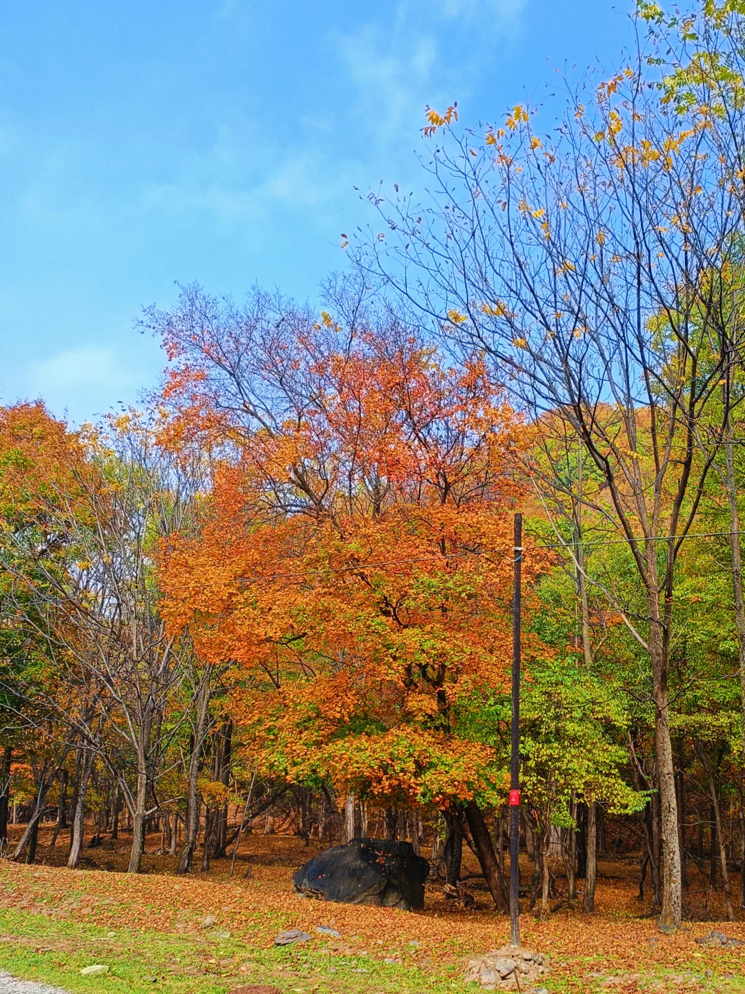 10.2花海路|哈尔滨的秋天已经是nextlevel了