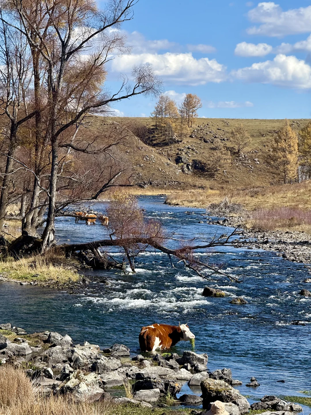 10.1 live图实况❗️此刻的呼伦贝尔杀疯了😭