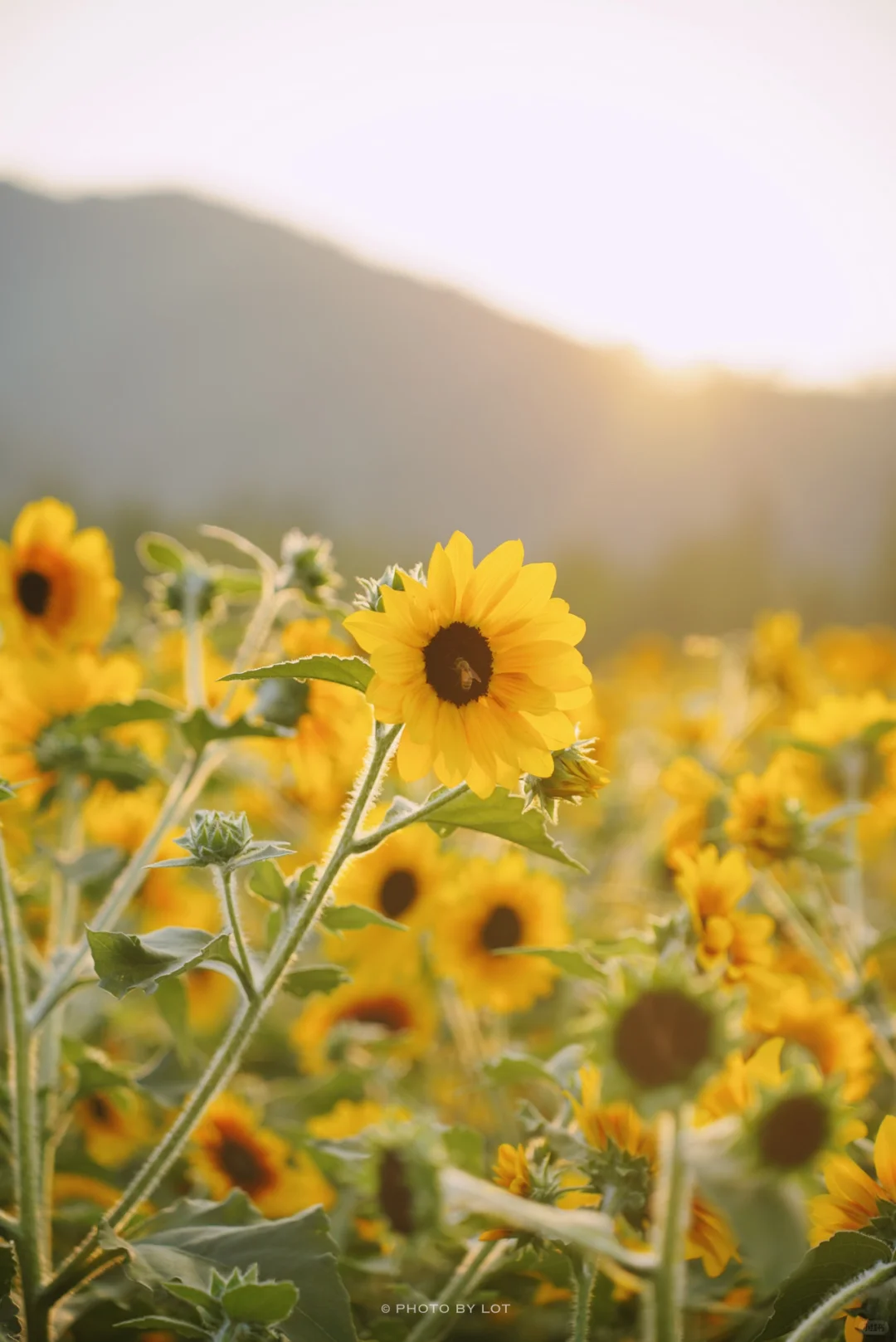 10.4📷 杭州径山花海进入最美花季