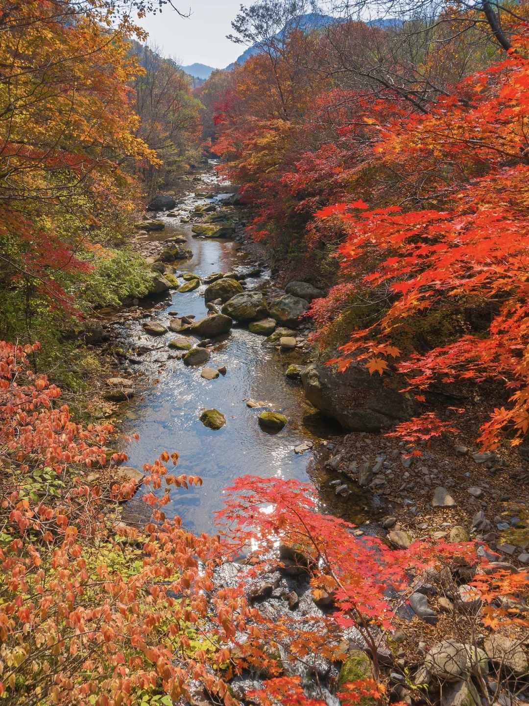 秋景封神！本溪赏枫全攻略🍁