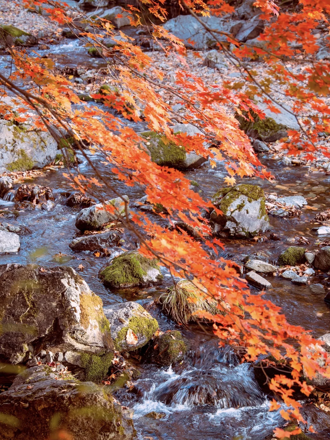 秋景封神！本溪赏枫全攻略🍁