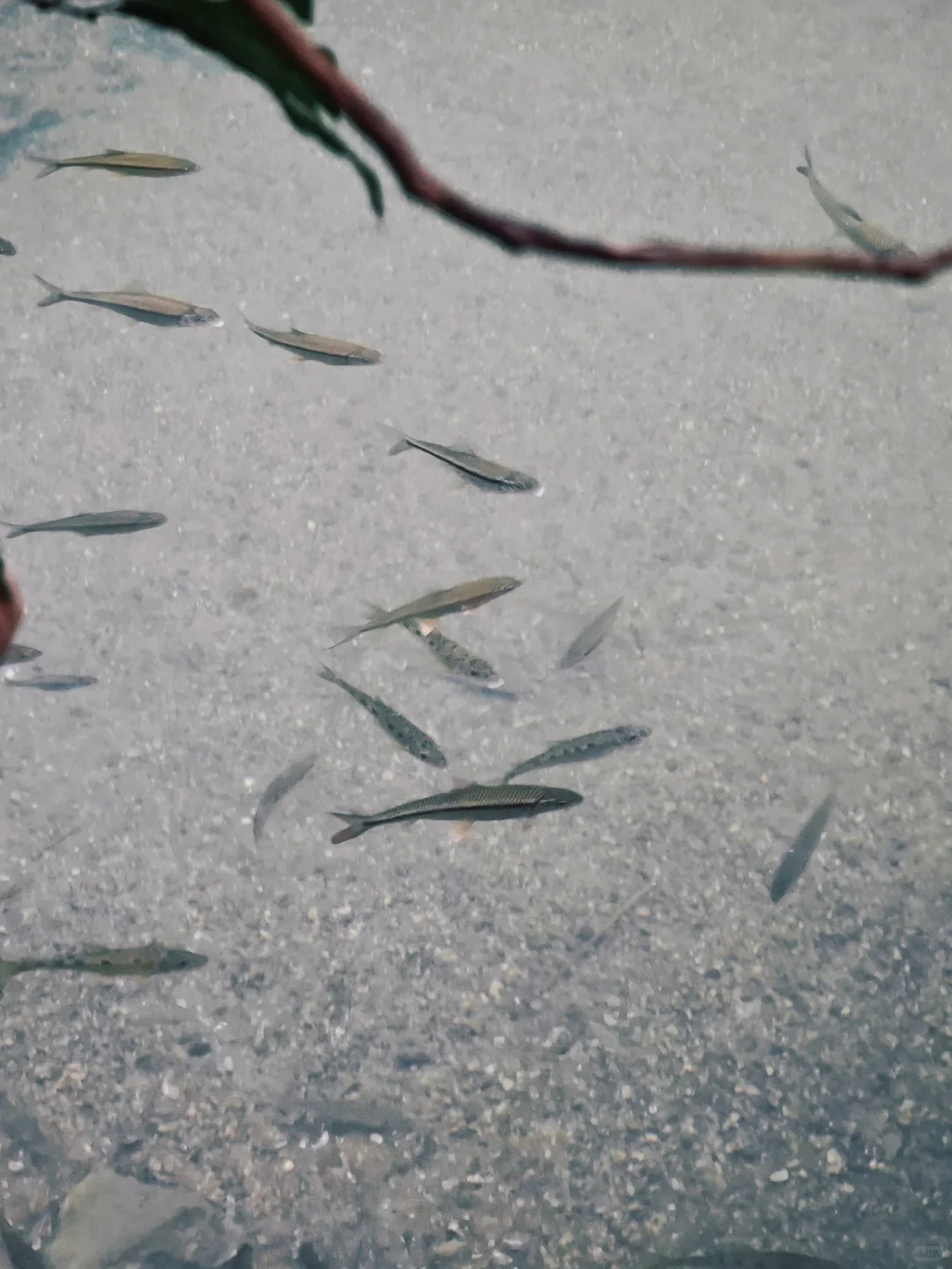 10月4号下午进荔波小七孔，没堵😳