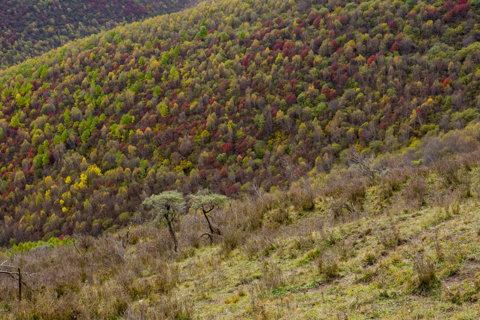 十一河北人少开车直达山顶溪流五彩林在这里
