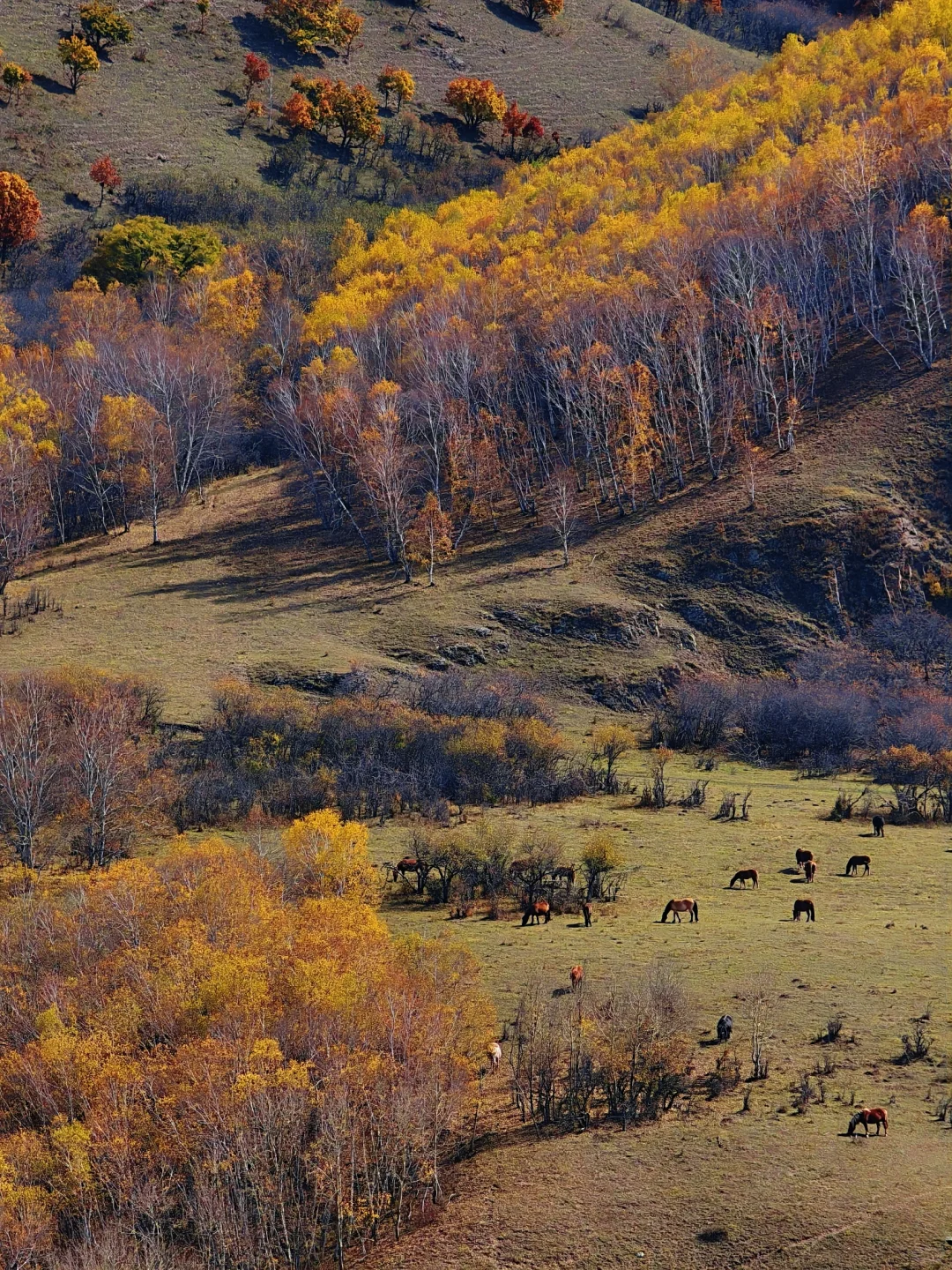10.1实拍，御道口风景区的秋天可以封神了❗