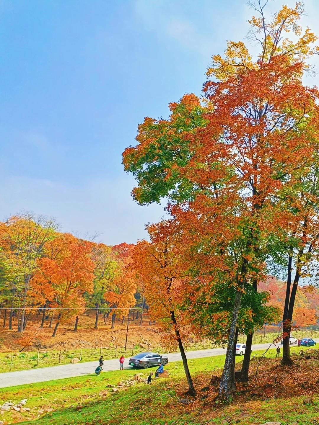 10.2花海路|哈尔滨的秋天已经是nextlevel了