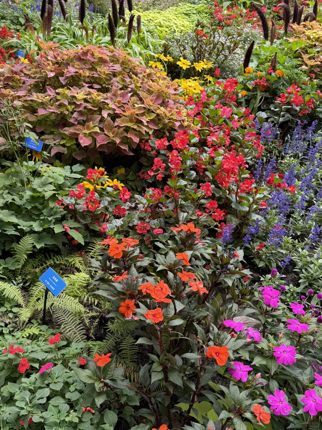 花过最值的2元钱｜故宫旁「景山公园」怎么玩