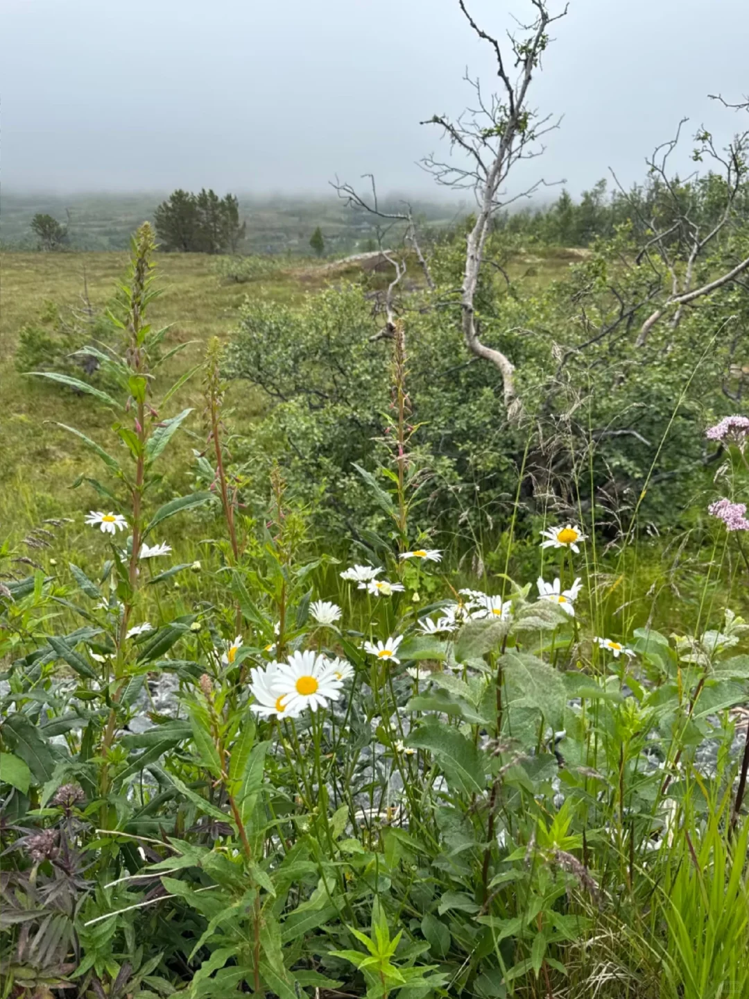 挪威🇳🇴8天已回，太崩溃了😫