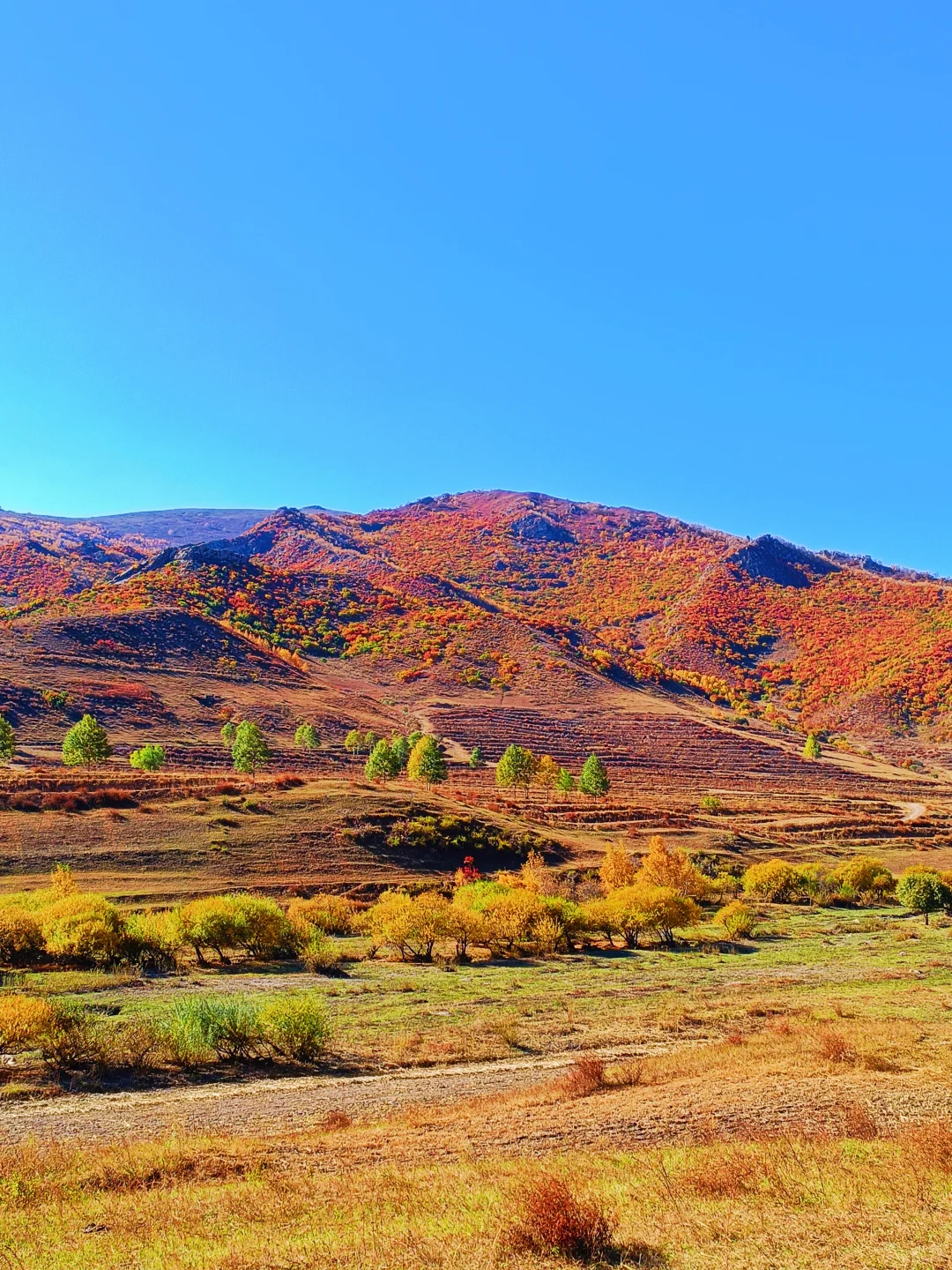 99.9%的人不知道|内蒙古国庆最冷门赏秋地