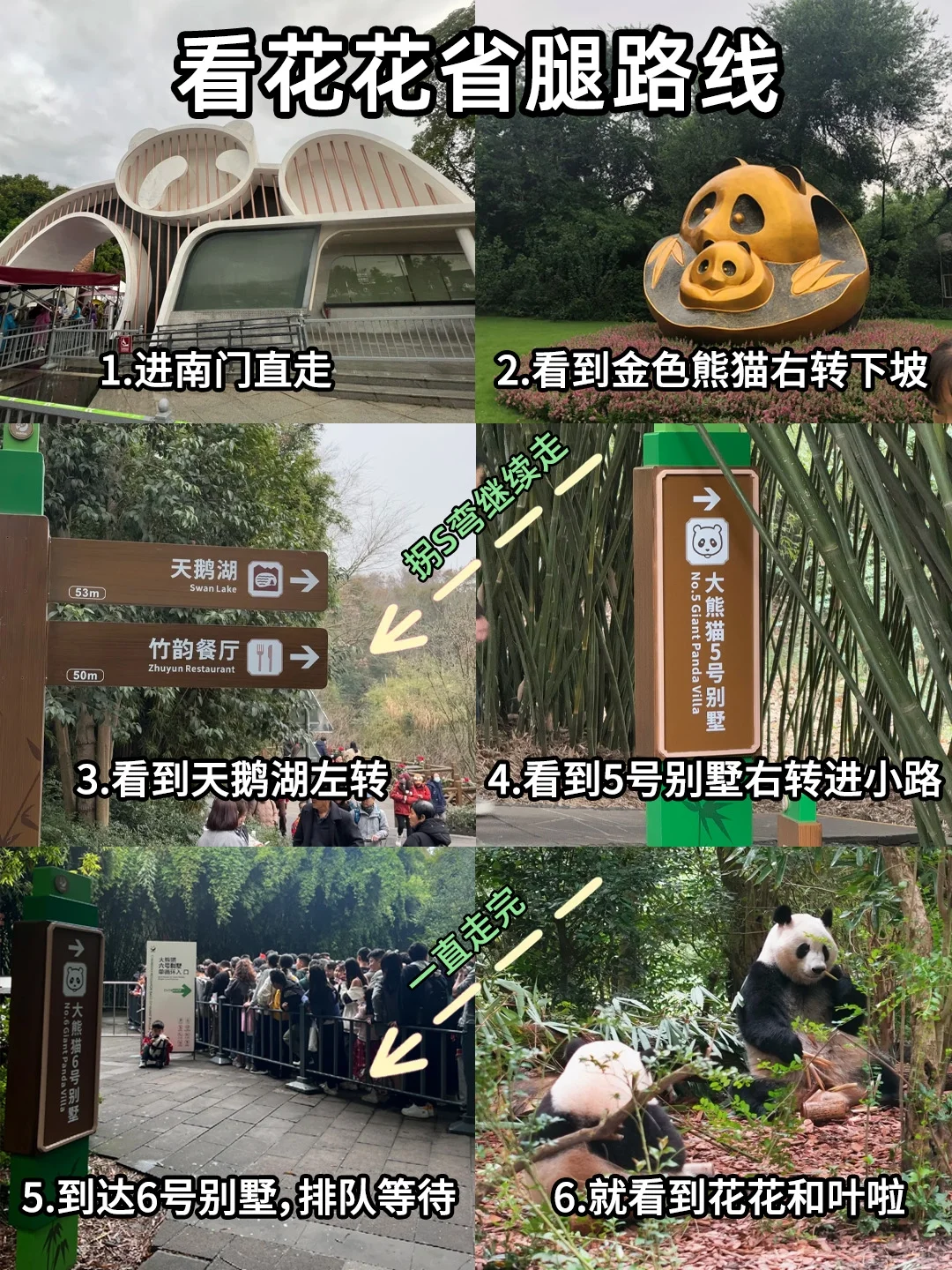成都熊猫基地🔥超详细攻略来了！！！