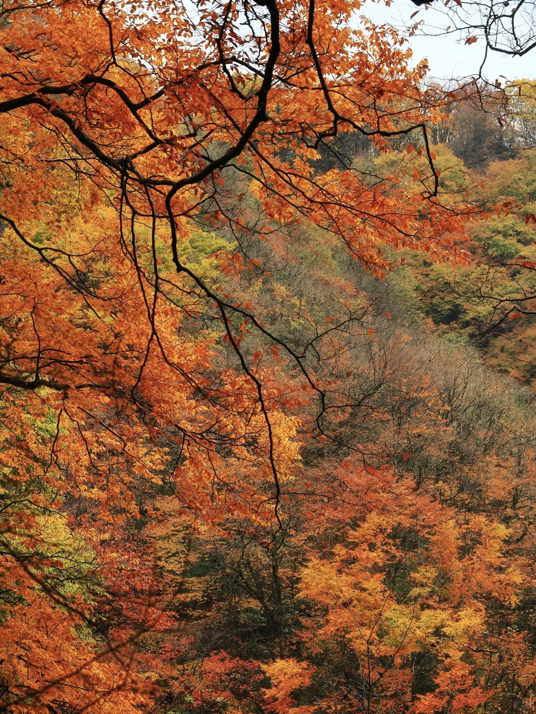 《国家地理》强推！国内zui美红叶地！