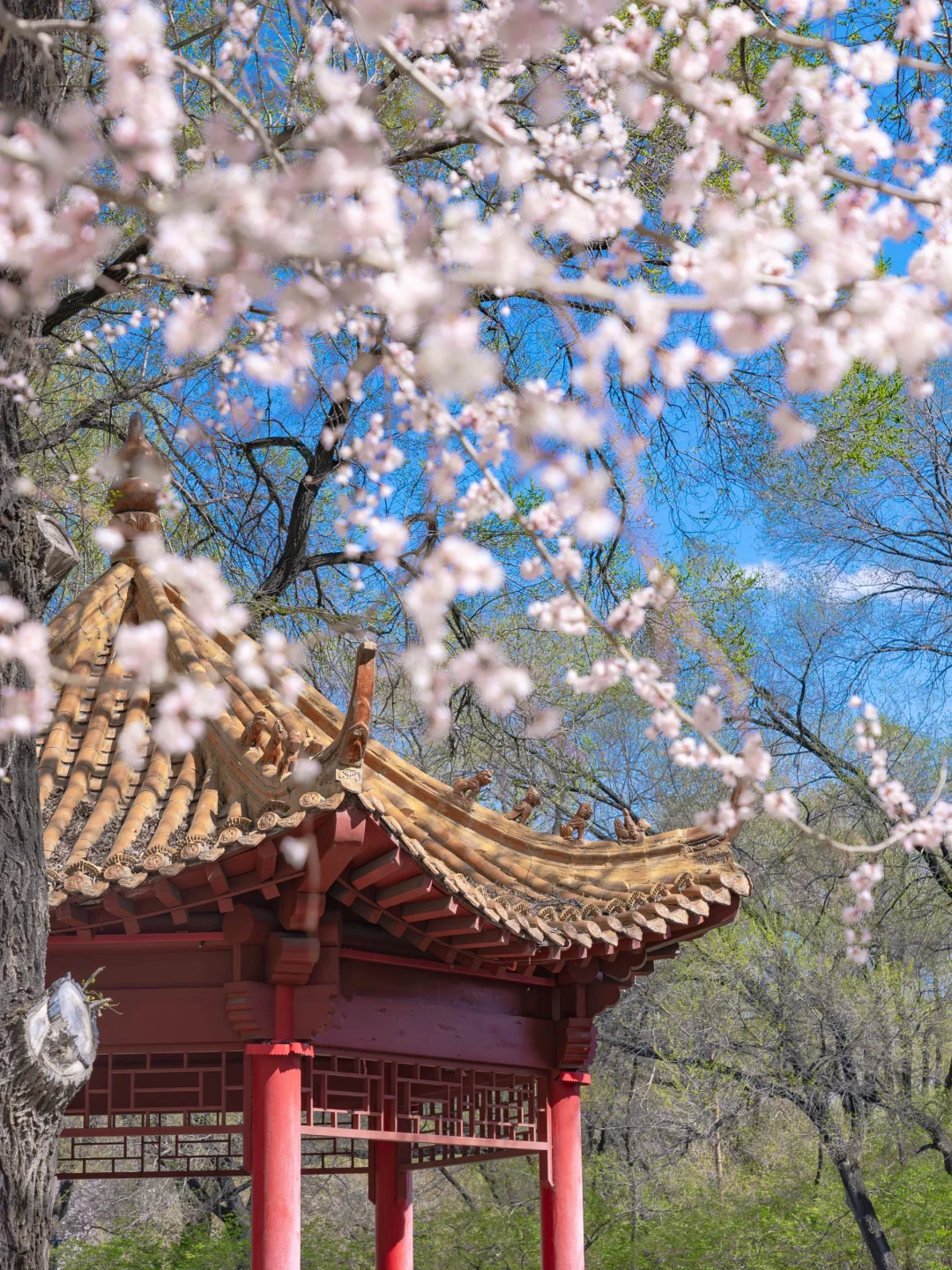 黑龙江你不宣传佳木斯糊涂呀!好看又好吃咧