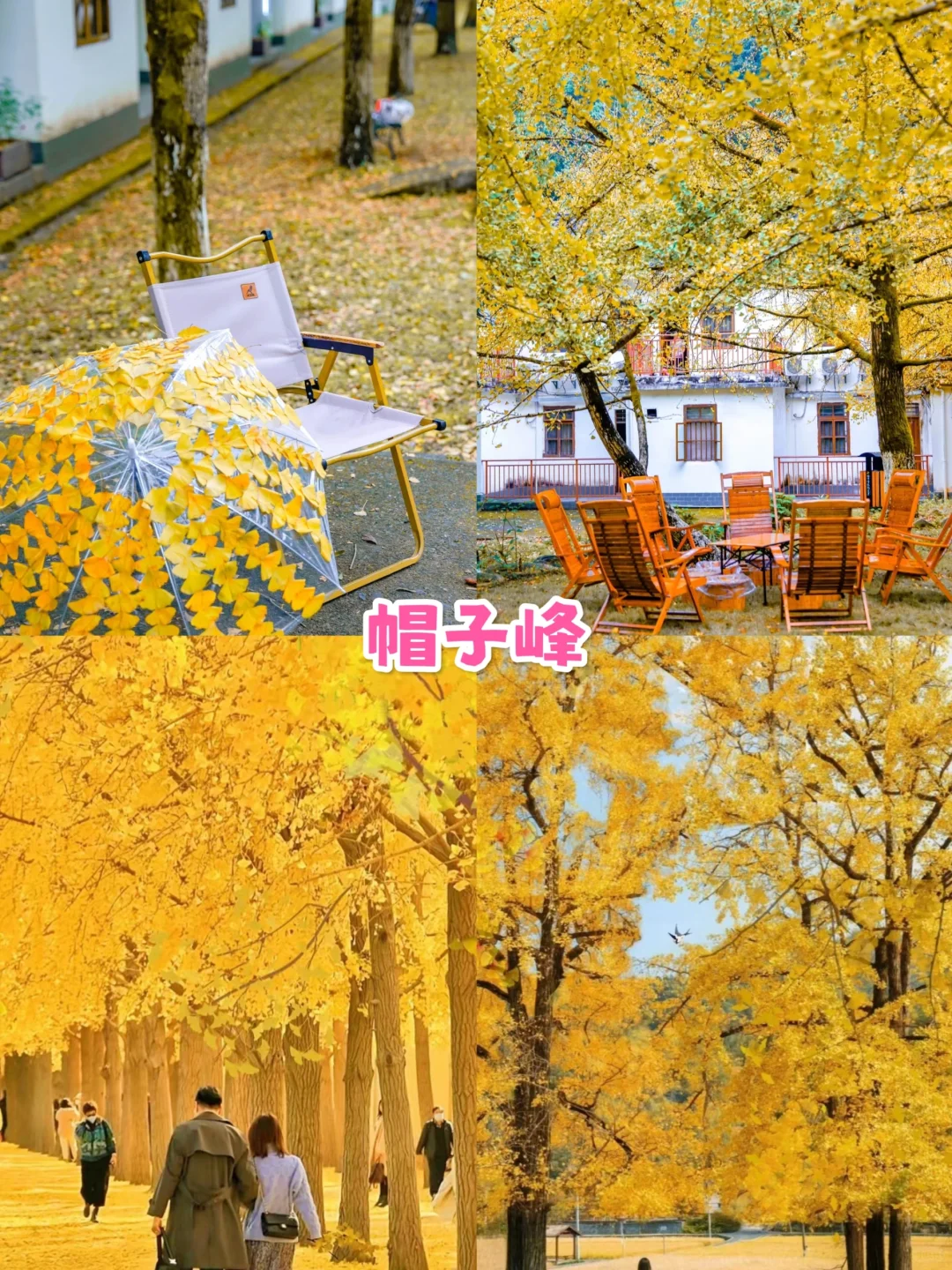 韶关旅游👉帽子峰银杏✨3天人均800💰