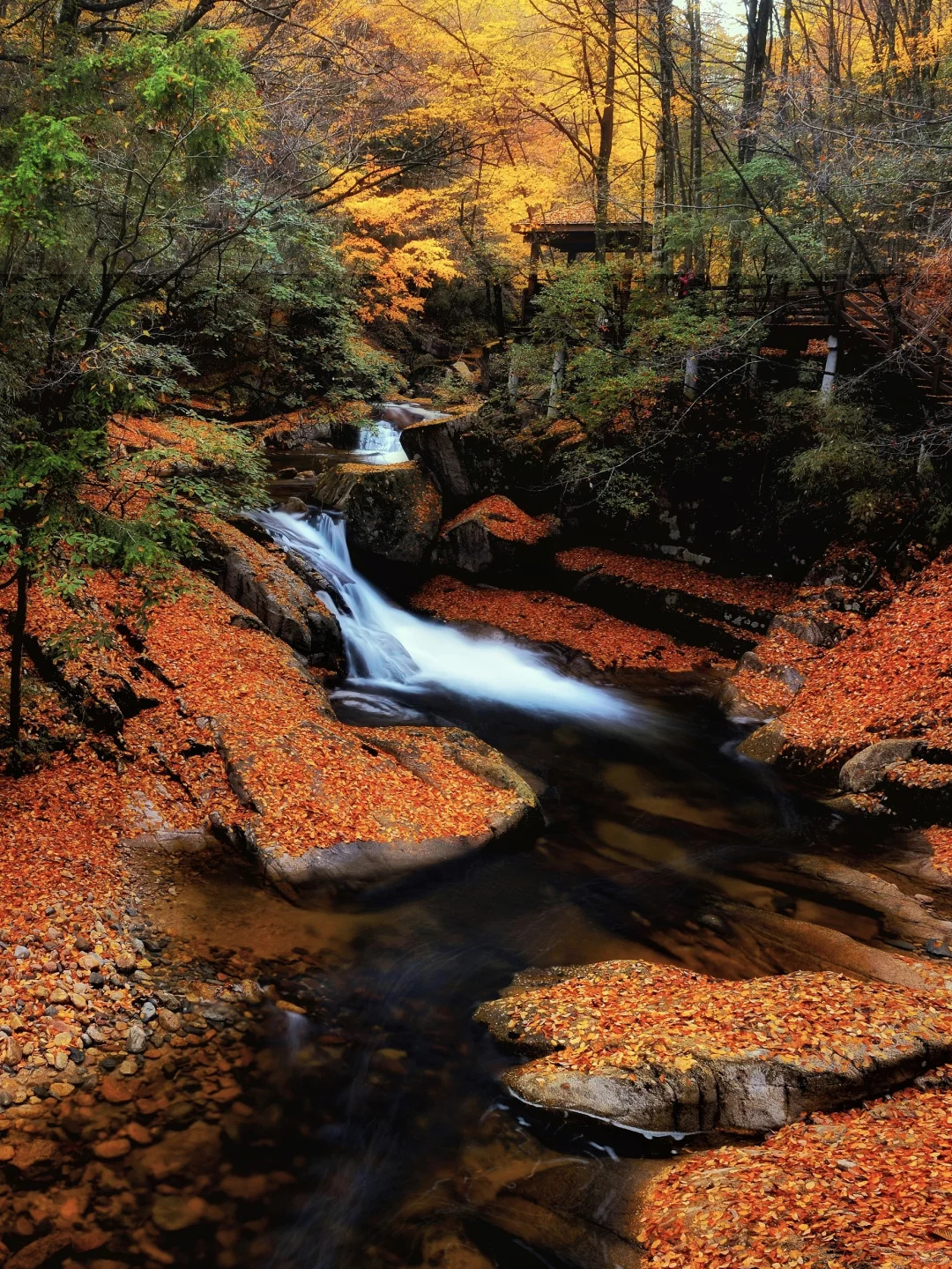 《国家地理》强推！国内zui美红叶地！