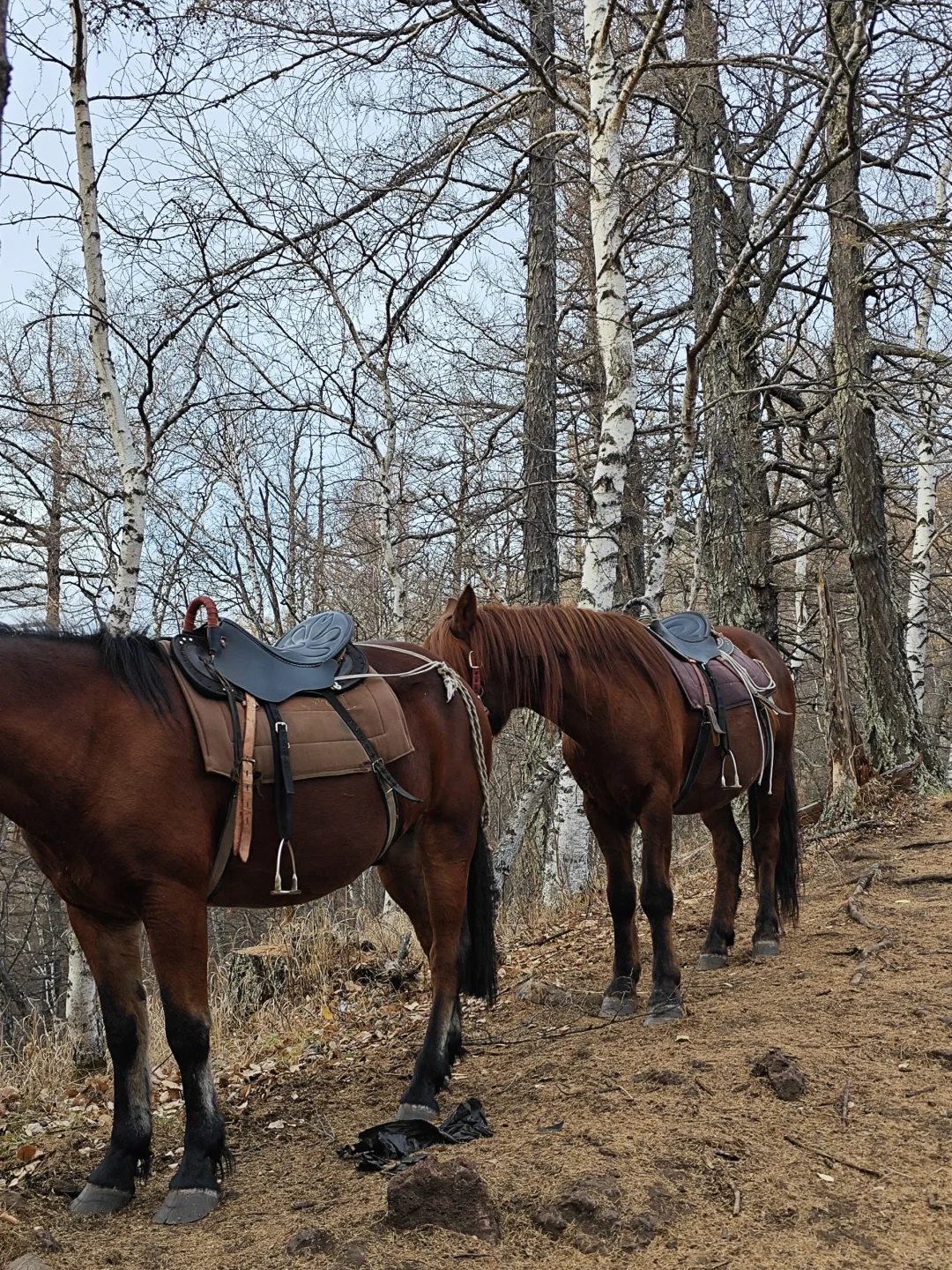 去年今天，2024.10.9，阿尔山
